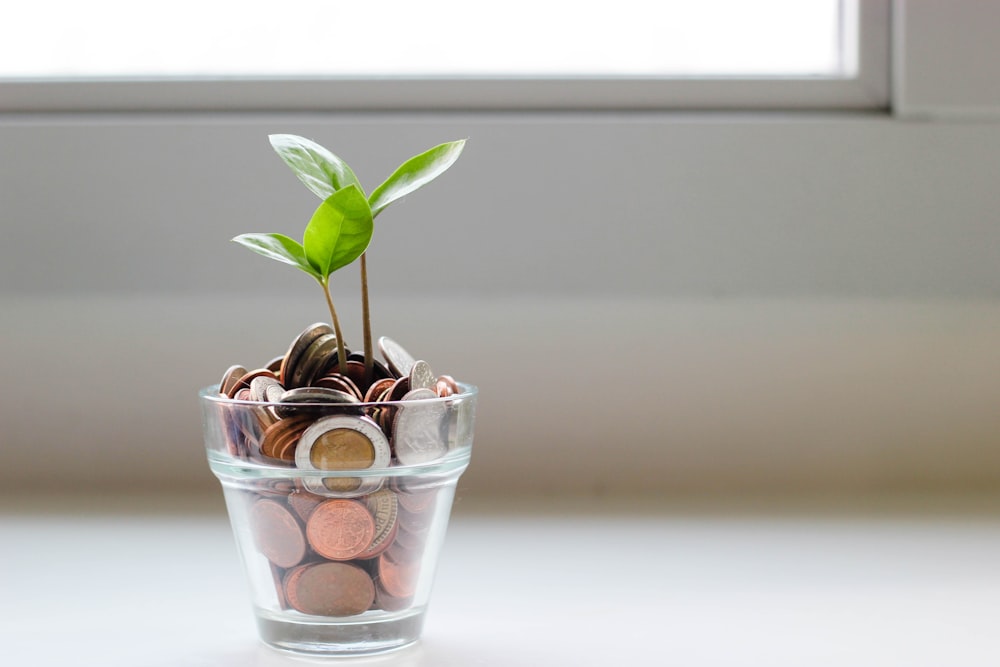 Family Offices: The Apex of Wealth Management